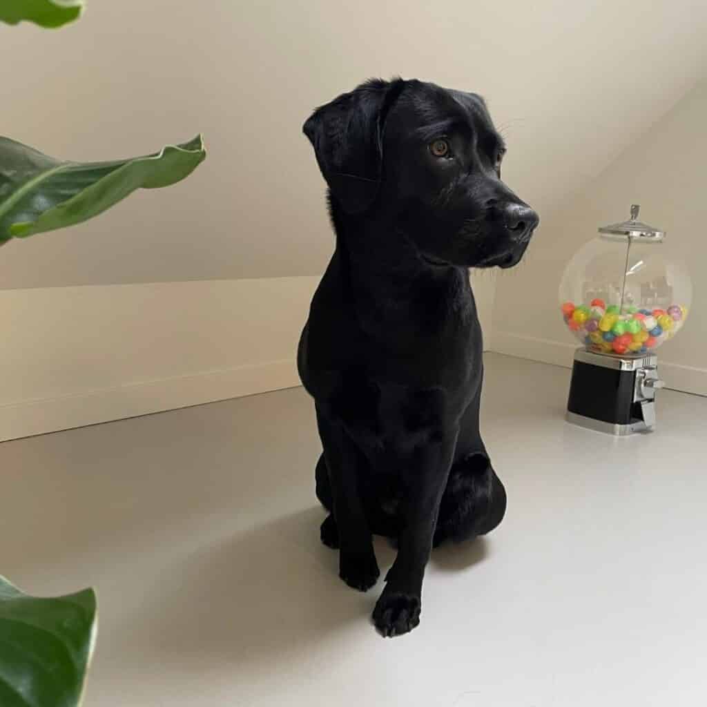 Meet Poppy